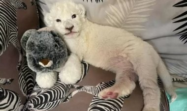 Иранда сирек кездесетін ақ арыстан абданы дүниеге келді