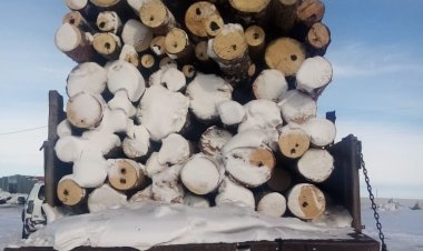 Слишком много сосны вывозил теренколец из района Аккулы
