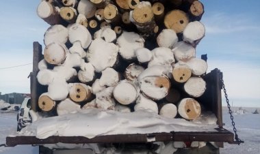 Аққулыда қарағайды артығымен тасымалдаған жүргізуші ұсталды
