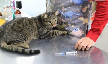 Секреты профессии: ветеринар