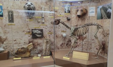 Ерекше экспонаттар: Ерте заманда Павлодарда керіктер мен үш тұяқты жылқы өмір сүрген