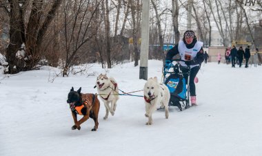 В Павлодаре соревновались на скорость американские питбультерьеры и сибирские хаски(ФОТО)