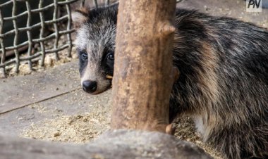 Павлодарда құтқарылған жабайы жануарлар мен құстар паналайтын жер туралы не білеміз?