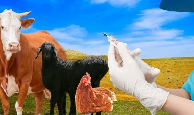 Павлодар облысында жануарларға қарсы екпеге қанша қаржы бөлінді