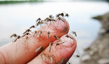 Павлодарда дезинсекциялық кезеңге дайындық деңгейі талқыланды