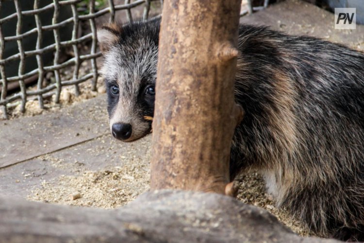 Hairy Pussy слайд-шоу Секс оның мүшесін жұлып алып, қызын сиқтырды