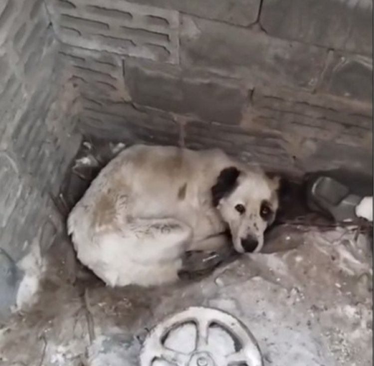 Упавшую в колодец собаку спасли павлодарские зоозащитники