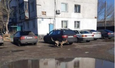 Ақсуда ит үш жасар балаға  шабуылдады