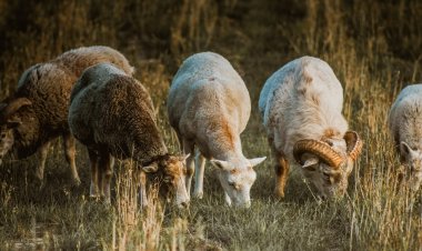 Ветеринары оценили угрозу оспы в Павлодарской области
