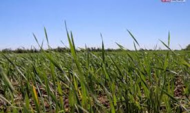 Оптимальные сроки сева сельхозкультур назвали в Павлодарской области