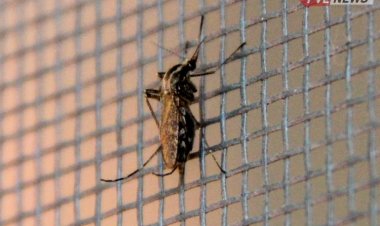 Павлодарда қансорғыштарға қарсы 20 тоннадан астам препарат жеткізілді