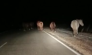 Табун лошадей бесхозно бродил по ночной павлодарской трассе