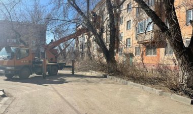 Как законно обрезать деревья: алгоритм для павлодарцев