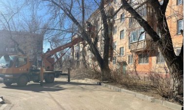 Павлодарда ағаштарды санитарлық кесу маусымы басталды
