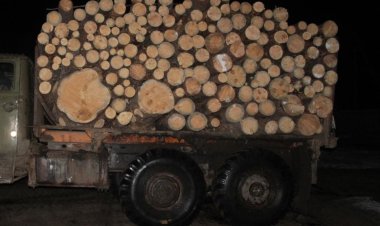 Грузовик сосны пытался вывезти житель соседней области из Аккулы