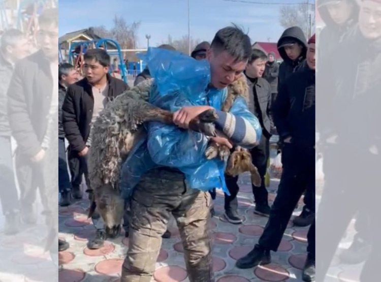 Павлодар облысында ауыл тұрғыны қошқарды  150 рет көтерді
