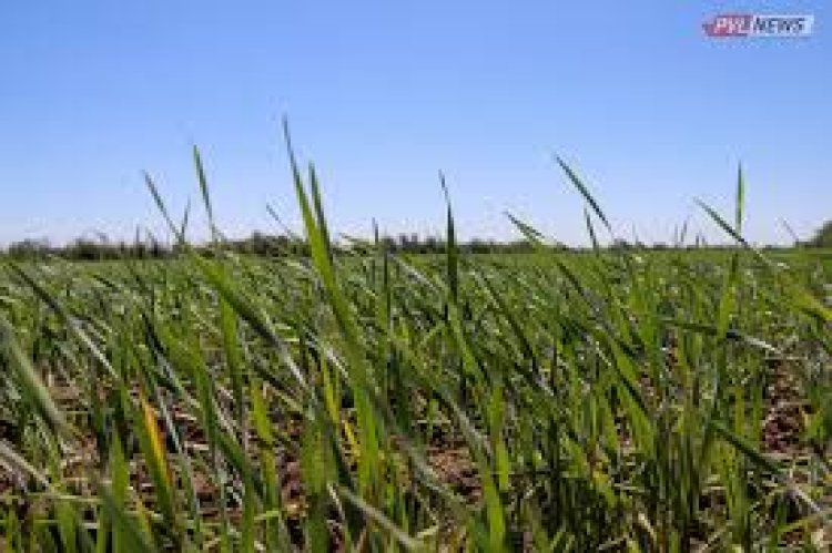 Оптимальные сроки сева сельхозкультур назвали в Павлодарской области