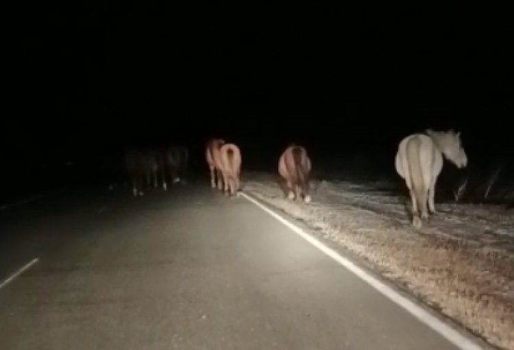 Табун лошадей бесхозно бродил по ночной павлодарской трассе