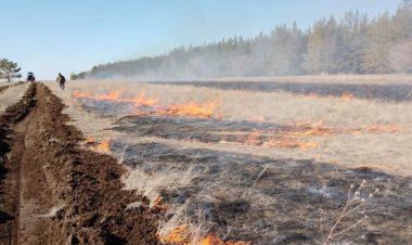 В лесах Павлодарской области под контролем сожгут траву
