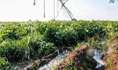 Павлодар облысында биыл 17 мың гектарға жуық суармалы алқап енгізіледі