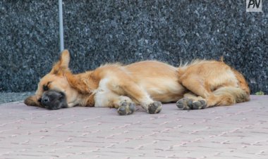 Фотовыставку беспородных собак из приютов проведут в Павлодаре