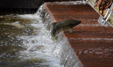 Павлодар облысында былтыр 150 келі заңсыз балық ауланған