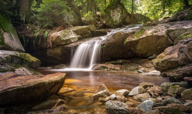 Жамбыл облысы тұрғындарға жазда орманға баруға тыйым салынды
