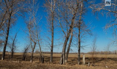 10 сәуірде Павлодар облысында жел күтіледі