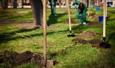 Почему в Павлодаре буксует программа озеленения, выясняли в акимате
