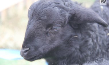 Павлодар облысында қой мен ешкіні көбінесе Май ауданында өсіреді