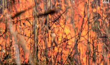 Ертіс өзенінің жайылмасында құрғақ шөп жануда