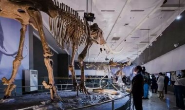 Зал палеонтологии открылся в Национальном музее РК