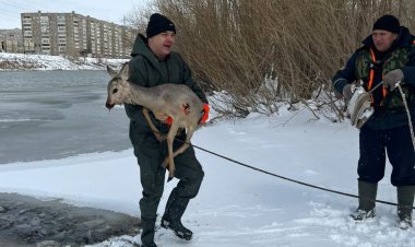 Косуля провалилась под лёд в Павлодаре
