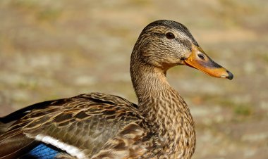 Павлодар облысында көктемгі аң аулау маусымы басталды