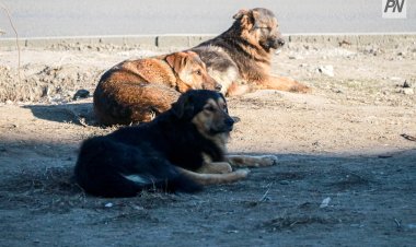 Сотни бродячих собак уничтожили в Павлодарской области