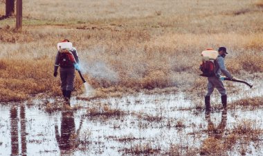 В два раза больше выделили на борьбу с гнусом в Павлодарском районе