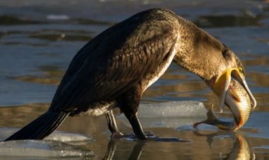 Павлодар облысында суқұзғындары қауіп  төндіруі мүмкін