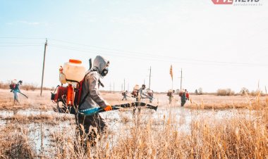 В Павлодаре начнут травить гнус в парках и скверах