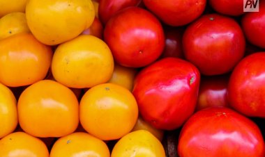 Почем будут овощи на сельхозярмарке в Павлодаре