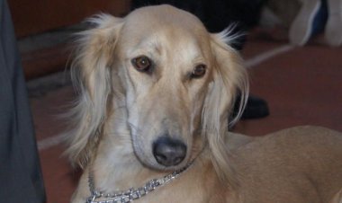 Международная выставка собак пройдет в Павлодаре