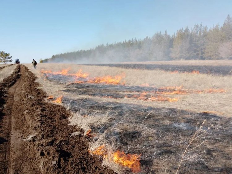 В лесах Павлодарской области под контролем сожгут траву