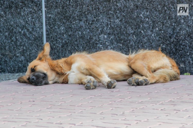 Фотовыставку беспородных собак из приютов проведут в Павлодаре