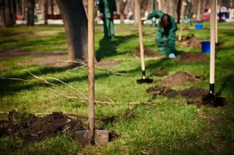 Почему в Павлодаре буксует программа озеленения, выясняли в акимате