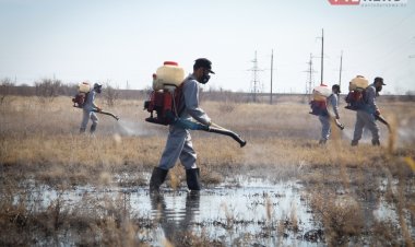 В пойме Аксу потравят гнус