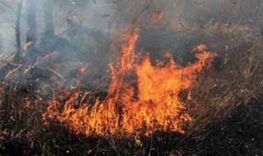 Поджигателя поймы Иртыша наказали в Актогайском районе