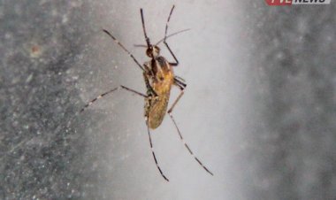 Кенжекөл мен Павлодар, Ақсуда шыбын-шіркейге қарсы өңдеу жүргізілуде