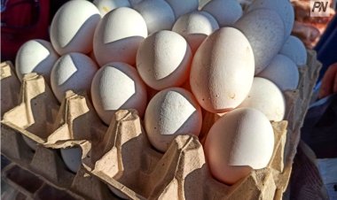 Павлодарда жұмыртқа тапшылығы қашан шешіледі