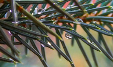 Павлодар облысында аптаның соңына дейін жаңбырлы болады