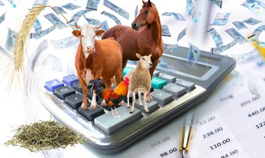 Павлодар облысында қайтарымсыз грантқа құжаттар қабылдау басталады