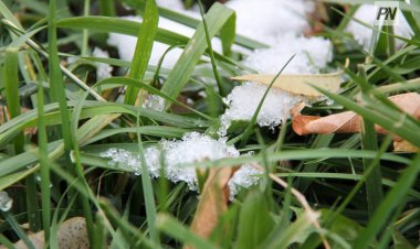 Жұма күні Павлодар облысында үсік жүреді